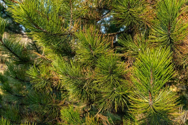 Verse groene close-up van dennenbomen. — Stockfoto