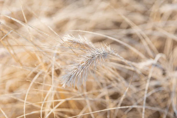 Frost auf Gras und Schilf. Eiskristalle schließen sich. Naturweine — Stockfoto