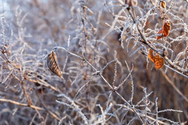 Gelo na relva e cana. Os cristais de gelo fecham. Natureza Winte — Fotografia de Stock