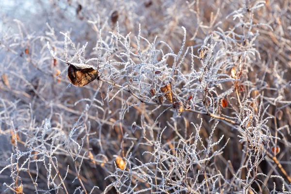 Gelo sull'erba e canna. Cristalli di ghiaccio da vicino. Natura Winte — Foto Stock