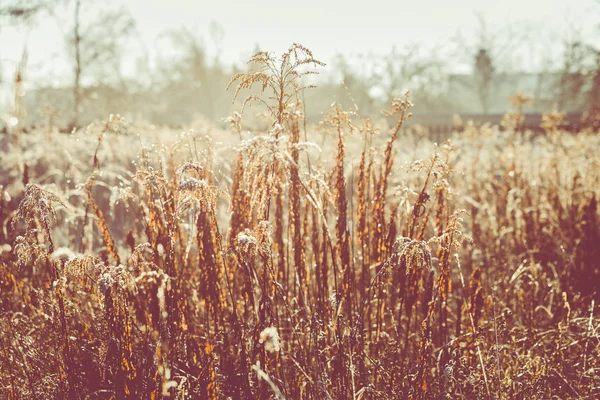 草地上结霜，芦苇丛生。 冰晶接近。 大自然之风 — 图库照片