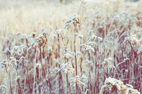 Frost på gräs och vass. Iskristaller på nära håll. Naturen Winte — Stockfoto