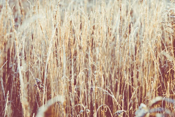 Frost på gräs och vass. Iskristaller på nära håll. Naturen Winte — Stockfoto