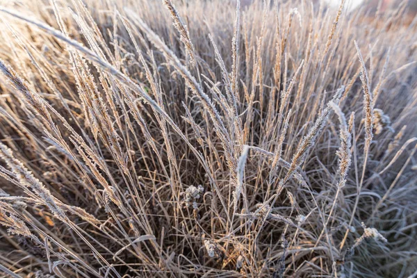 Mráz na trávě a rákosí. Krystaly ledu se zavírají. Nature Winte — Stock fotografie