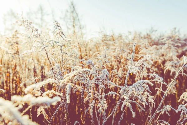 Frost på gräs och vass. Iskristaller på nära håll. Naturen Winte — Stockfoto