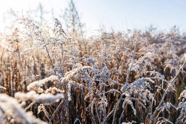 Frost auf Gras und Schilf. Eiskristalle schließen sich. Naturweine — Stockfoto