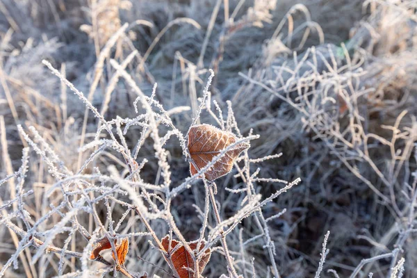 Gelo sull'erba e canna. Cristalli di ghiaccio da vicino. Natura Winte — Foto Stock