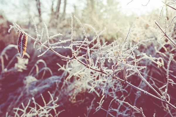 Frost auf Gras und Schilf. Eiskristalle schließen sich. Naturweine — Stockfoto