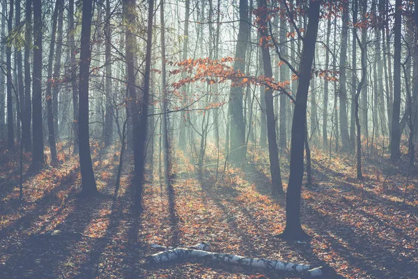 Ομιχλώδες σκοτεινό χειμερινό δάσος στην Πολωνία. — Φωτογραφία Αρχείου