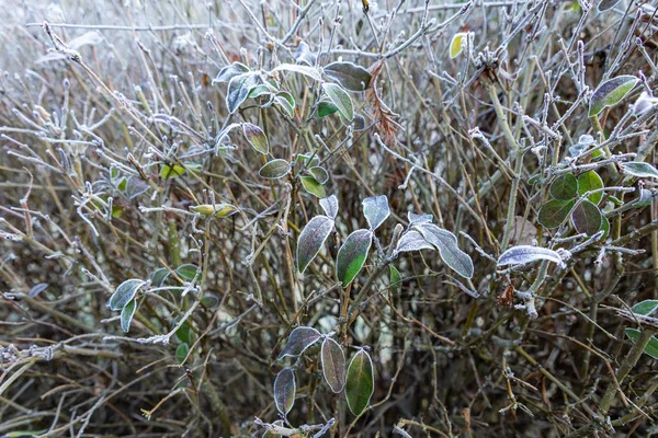 Foglie autunnali congelate sul ramo di faggio . — Foto Stock
