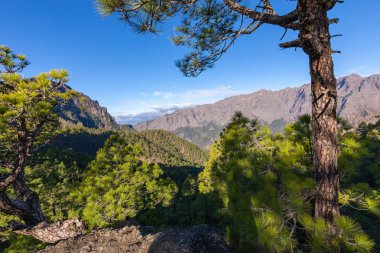 Caldera de Taburiente Ulusal Parkı 'ndaki çam ormanı. Bakış açısı La