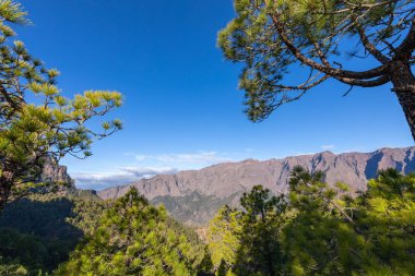 Caldera de Taburiente Ulusal Parkı 'ndaki çam ormanı. Bakış açısı La