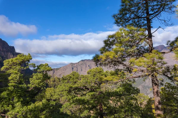 Las sosnowy w Parku Narodowym Caldera de Taburiente. Punkt widzenia La — Zdjęcie stockowe