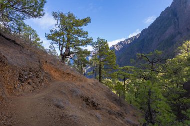 Caldera de Taburiente Ulusal Parkı 'ndaki çam ormanı. Bakış açısı La