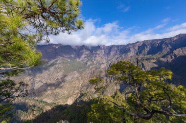 Caldera de Taburiente Ulusal Parkı 'ndaki çam ormanı. Bakış açısı La