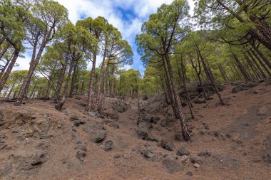 Caldera de Taburiente Ulusal Parkı 'ndaki çam ormanı. Bakış açısı La