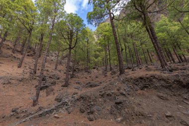 Caldera de Taburiente Ulusal Parkı 'ndaki çam ormanı. Bakış açısı La