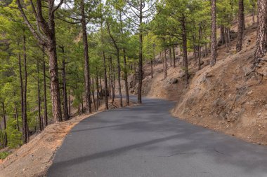 Caldera de Taburiente Ulusal Parkı 'ndaki çam ormanı. Bakış açısı La