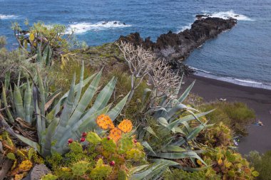 Tropical cactus garden and black sand beach at Los Cancajos. La 