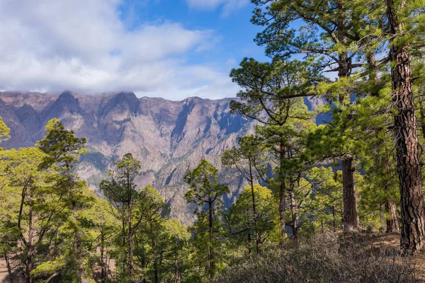 Borový les v národním parku Caldera de Taburiente. Zobrazovací bod La — Stock fotografie