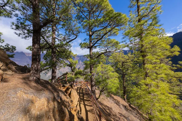 Borový les v národním parku Caldera de Taburiente. Zobrazovací bod La — Stock fotografie