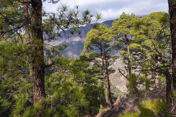 Borový les v národním parku Caldera de Taburiente. Zobrazovací bod La — Stock fotografie