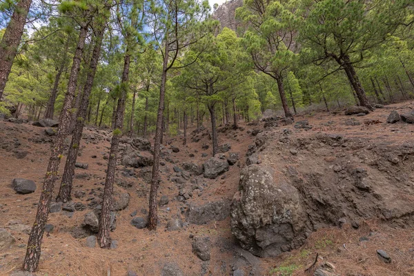 Forêt de pins au parc national de la Caldera de Taburiente. Point de vue La — Photo