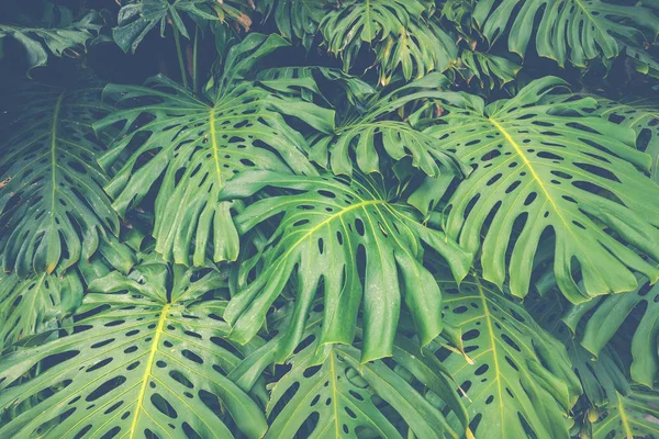 Close up Pile of Leaves Monsters with palm leaves. — Stok fotoğraf