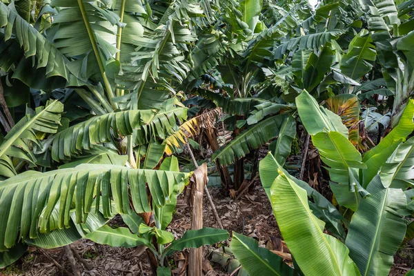 Bananenplantage Feld in La Palma, Kanarische Insel, Spanien. — Stockfoto