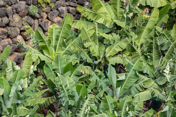 Banana Plantation Field a La Palma, Isole Canarie, Spagna . — Foto Stock