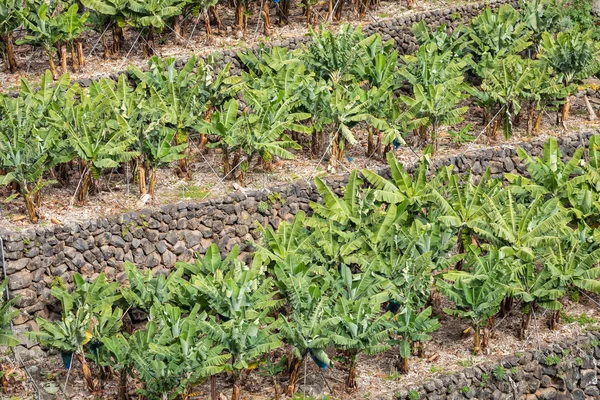 Banana Plantation Field in La Palma, Canary Island, Spain.