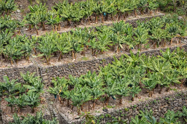 Bananenplantage Feld in La Palma, Kanarische Insel, Spanien. — Stockfoto