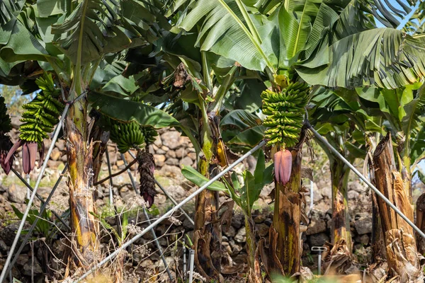 Banana Plantation Field a La Palma, Isole Canarie, Spagna . — Foto Stock