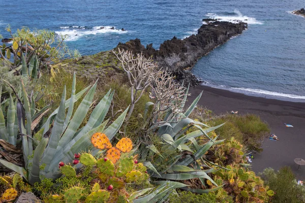 Jardin de cactus tropical et plage de sable noir à Los Cancajos. La... — Photo