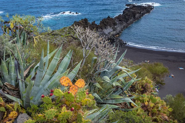 Tropical cactus garden and black sand beach at Los Cancajos. La — 图库照片