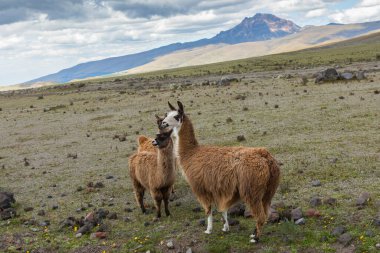 And Dağları, Ekvador, Güney Amerika 'da Llamas (Alpaca).