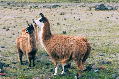 And Dağları, Ekvador, Güney Amerika 'da Llamas (Alpaca).