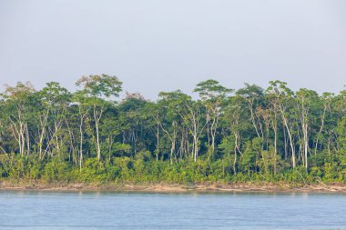 Ekvador 'un arka planında orman nehri olan tropikal ormanı muhteşem manzaralı yeşil ağaçlar. Güney Amerika.