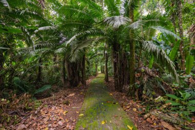 Amazon. Tropik yağmur ormanları. Orman manzarası. Amazon Yasuni Ulusal Parkı, Ekvador. Güney Amerika.