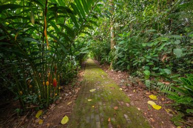 Amazon. Tropik yağmur ormanları. Orman manzarası. Amazon Yasuni Ulusal Parkı, Ekvador. Güney Amerika.
