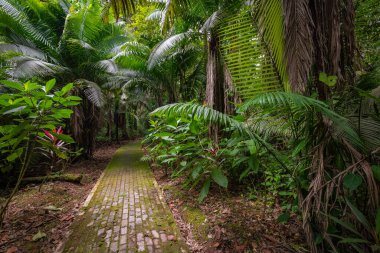 Amazon. Tropik yağmur ormanları. Orman manzarası. Amazon Yasuni Ulusal Parkı, Ekvador. Güney Amerika.