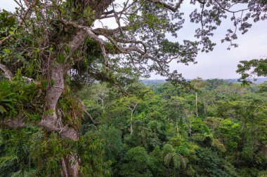 Amazon. Tropik yağmur ormanları. Orman manzarası. Amazon Yasuni Ulusal Parkı, Ekvador. Güney Amerika.