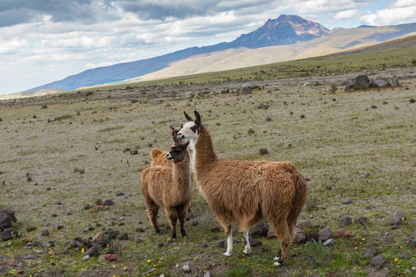 Lamy Alpaka Andách Ekvádor Jižní Amerika — Stock fotografie
