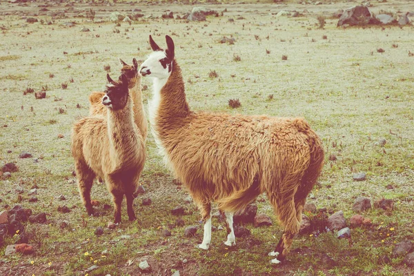 Llamas Alpaga Andes Équateur Amérique Sud — Photo