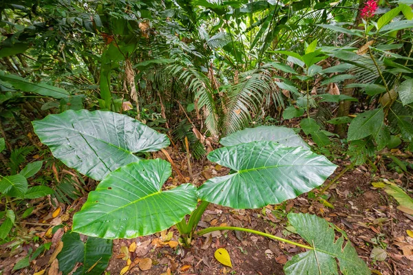 Amazzonia Foresta Pluviale Tropicale Paesaggio Della Giungla Parco Nazionale Amazzonico — Foto Stock