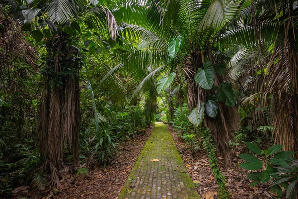 アマゾンだ 熱帯雨林 ジャングルの風景 エクアドルのアマゾンヤスニ国立公園 — ストック写真