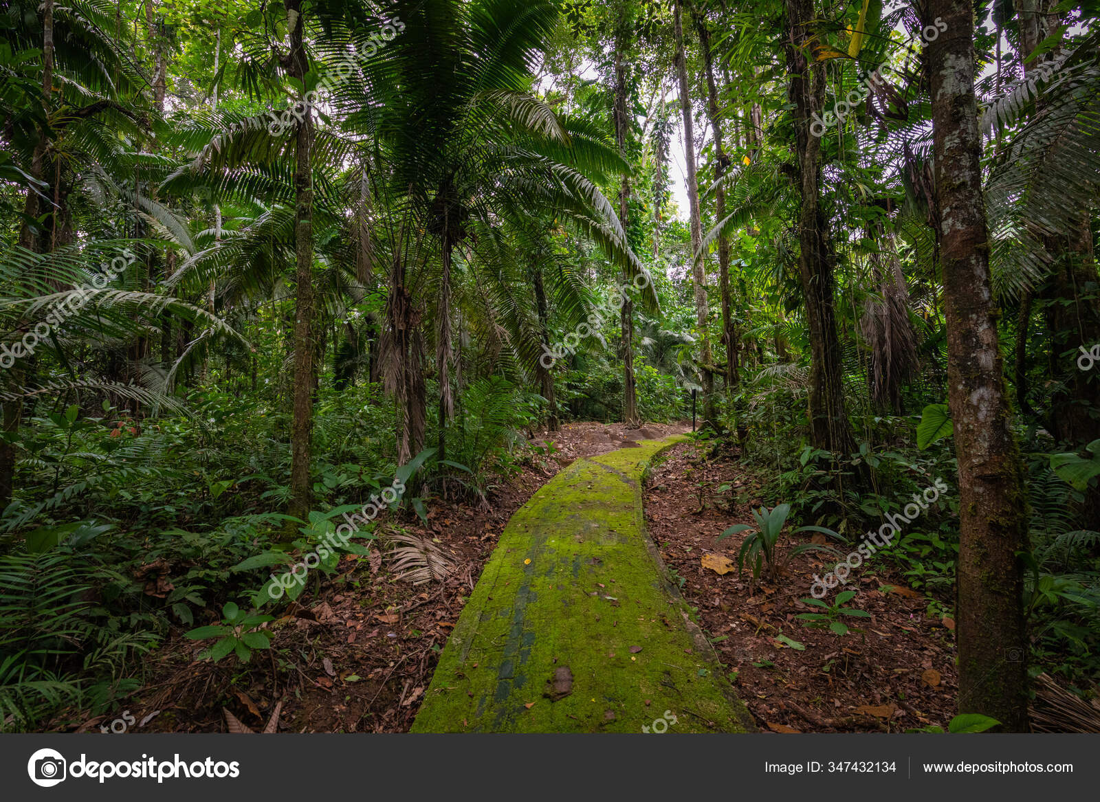 the fox in the forest amazon the fox in the forest amazon
