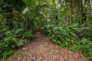 Amazon. Tropik yağmur ormanları. Orman manzarası. Amazon Yasuni Ulusal Parkı, Ekvador. Güney Amerika.