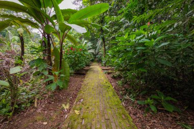 Amazon. Tropik yağmur ormanları. Orman manzarası. Amazon Yasuni Ulusal Parkı, Ekvador. Güney Amerika.
