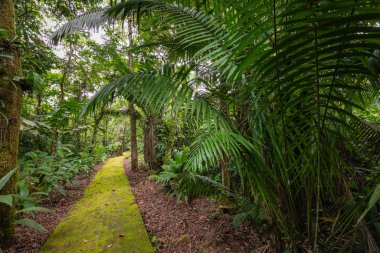 Amazon. Tropik yağmur ormanları. Orman manzarası. Amazon Yasuni Ulusal Parkı, Ekvador. Güney Amerika.